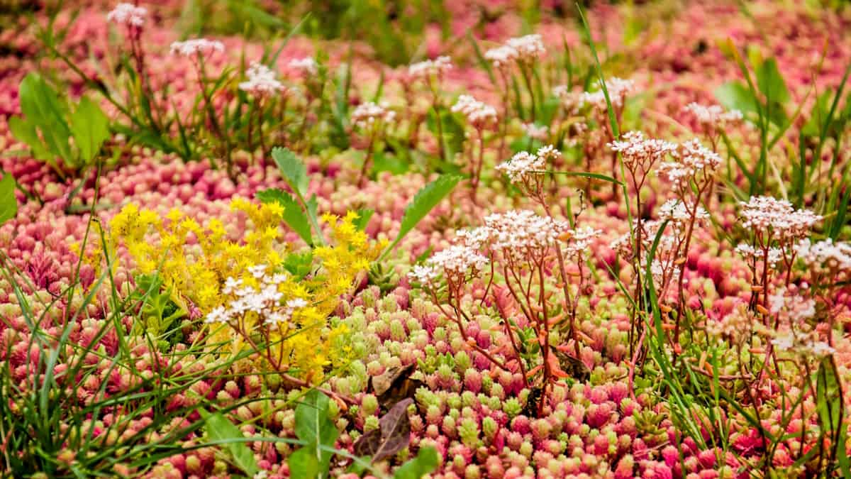 Een close-up van de verschillende planten die op een groendak kunnen staan.